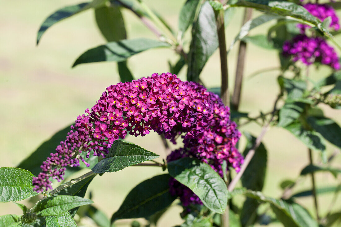 Buddleja davidii 'Royal Red'