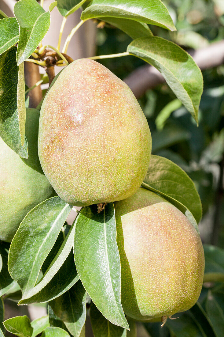 Pyrus communis 'Delicious of Charneux'.