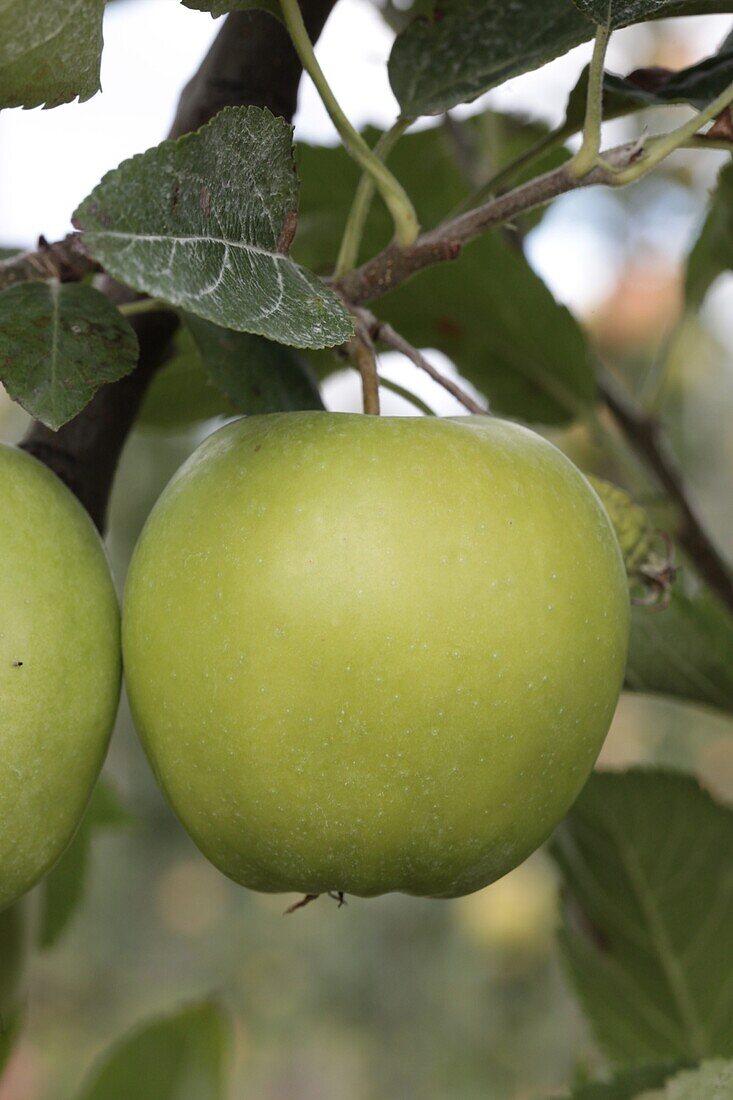 Malus x domestica 'Golden delicious'