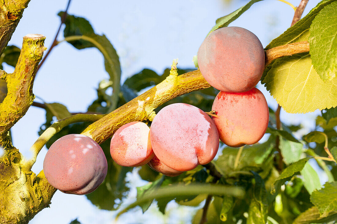 Prunus domestica