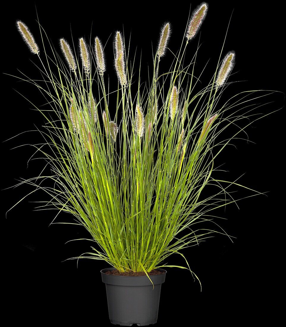 Pennisetum alopecuroides 'Cassian