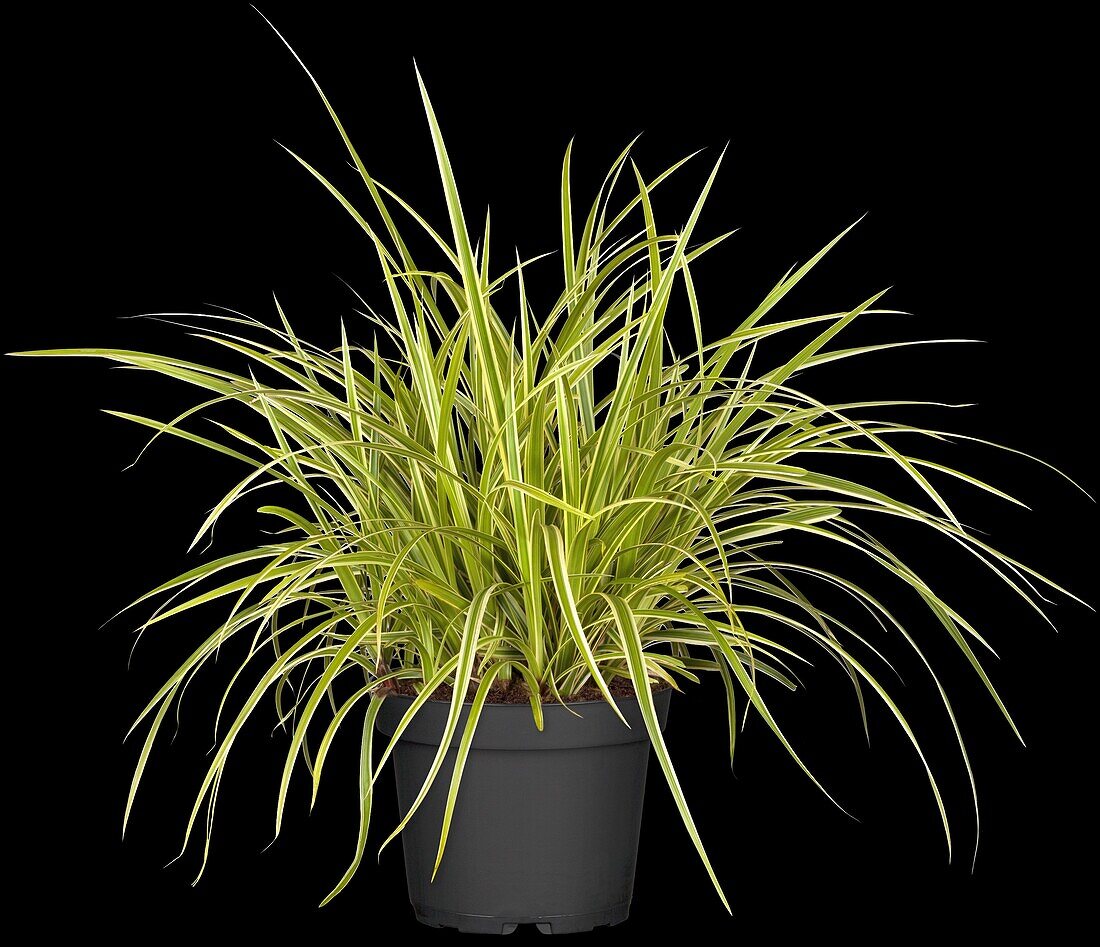 Carex morrowii 'Goldband'