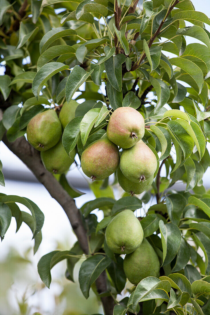 Pyrus communis