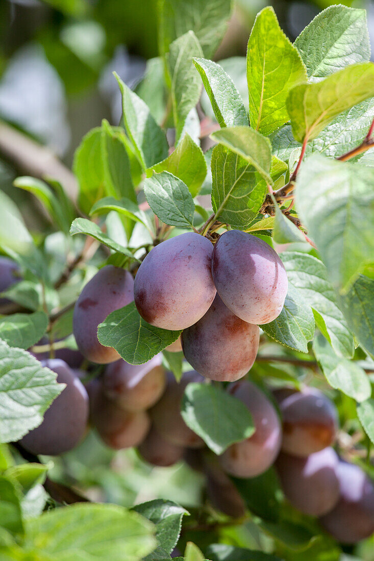 Prunus domestica subsp. domestica