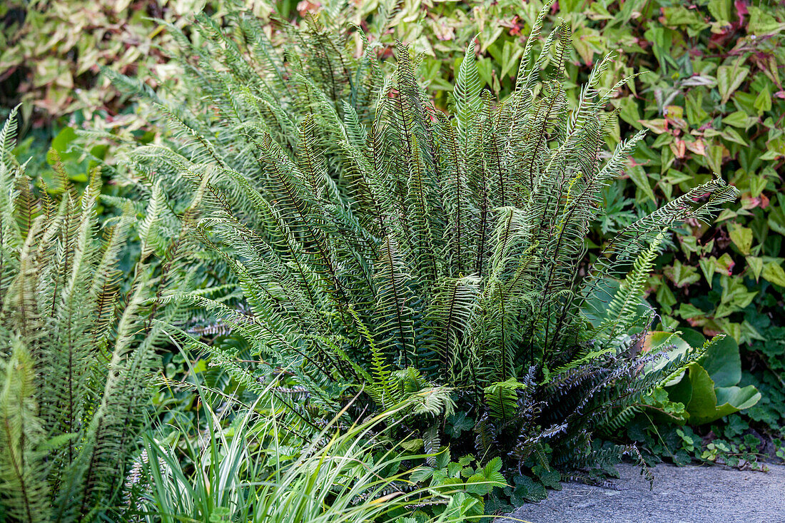 Blechnum spicant