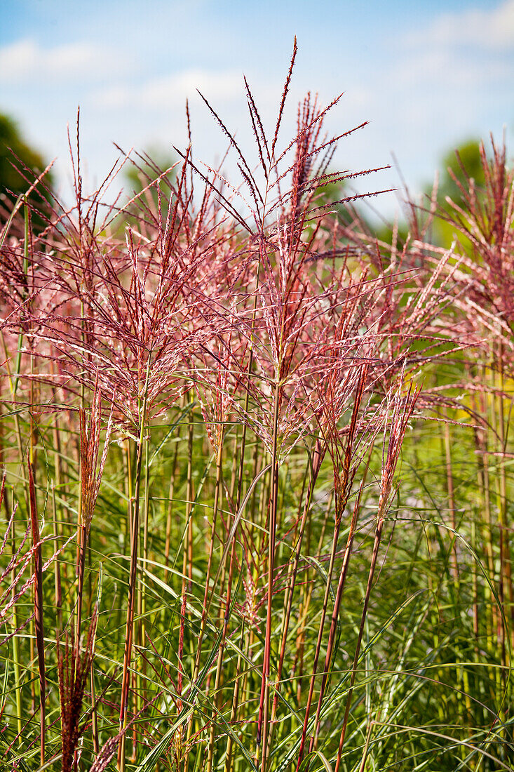 Miscanthus sinensis