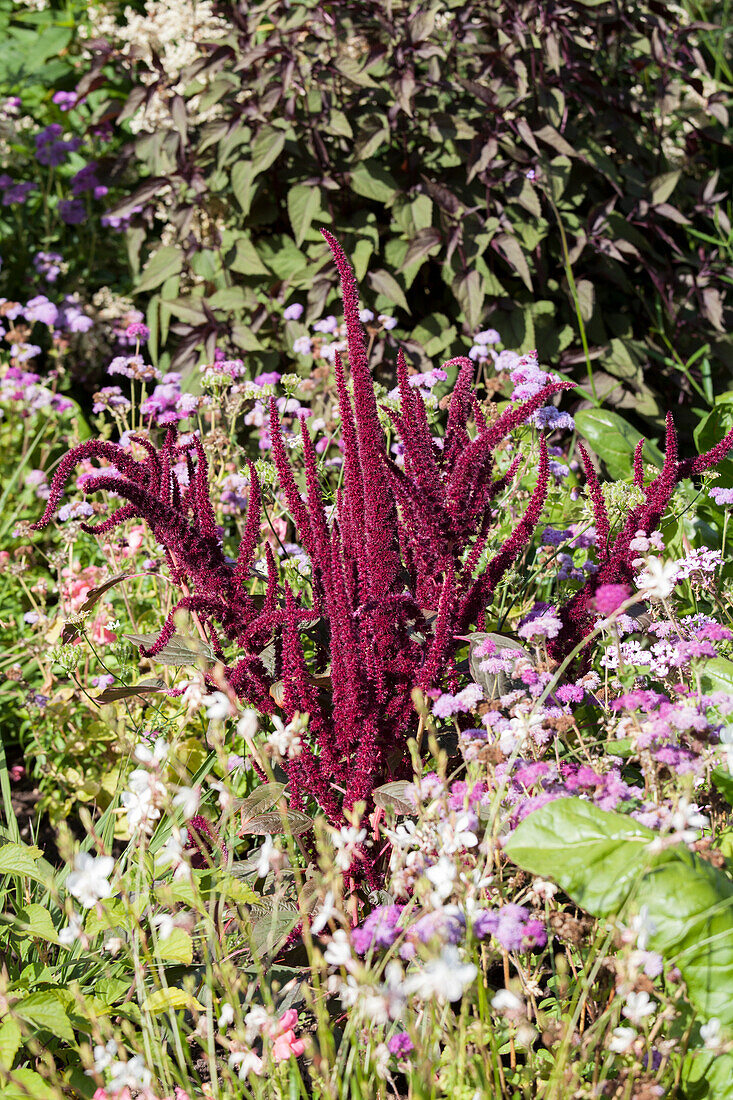 Amaranthus hypochondriacus