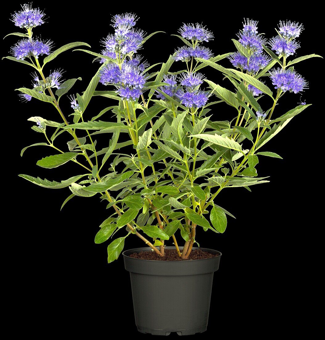 Caryopteris clandonensis