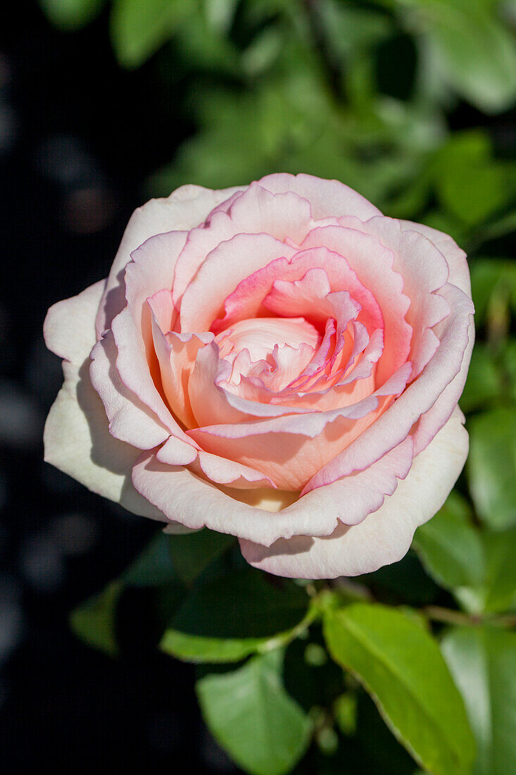 Rosa 'Souvenir de Baden-Baden'®