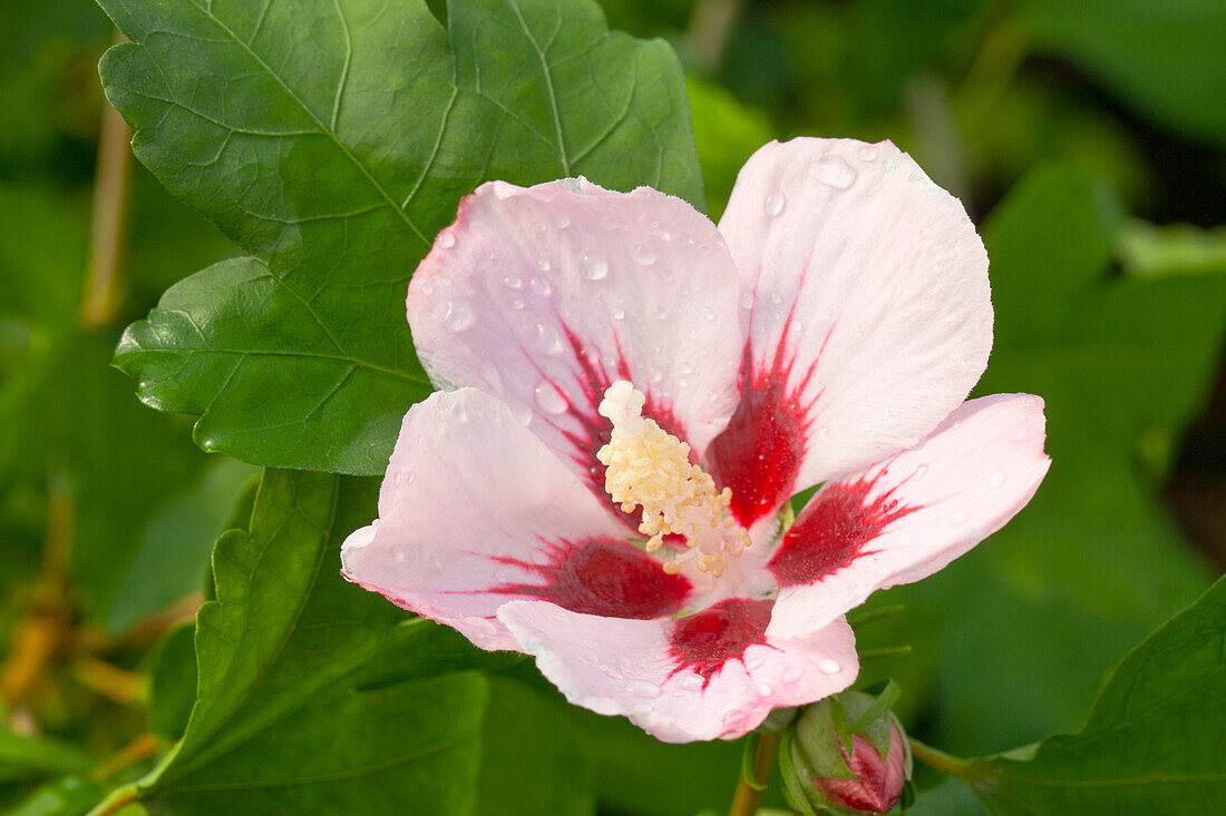 Hibiscus syriacus 'Hamabo'