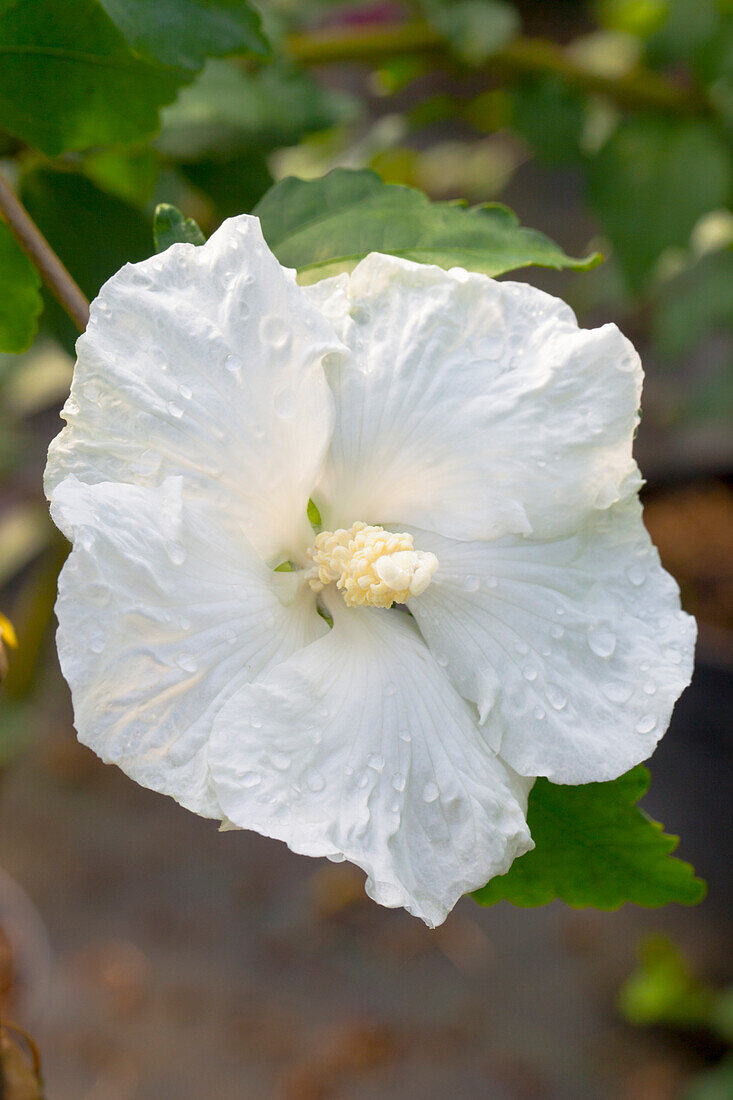 Hibiscus syriacus 'Diana'