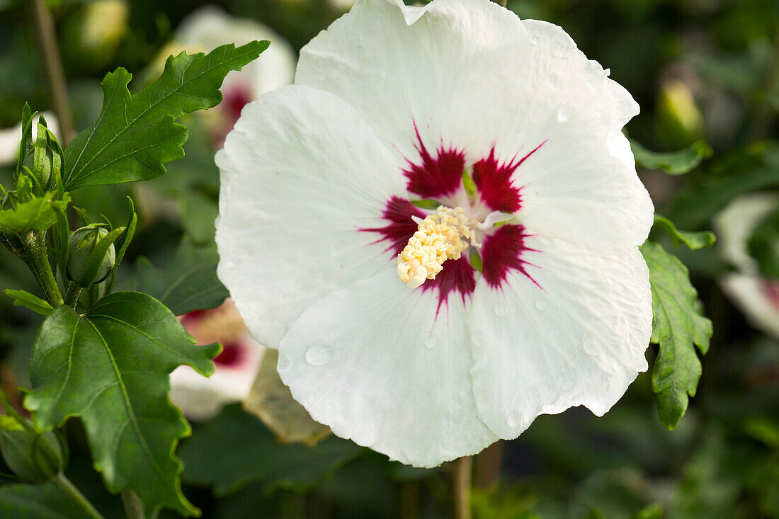 Hibiscus syriacus 'Red Heart'