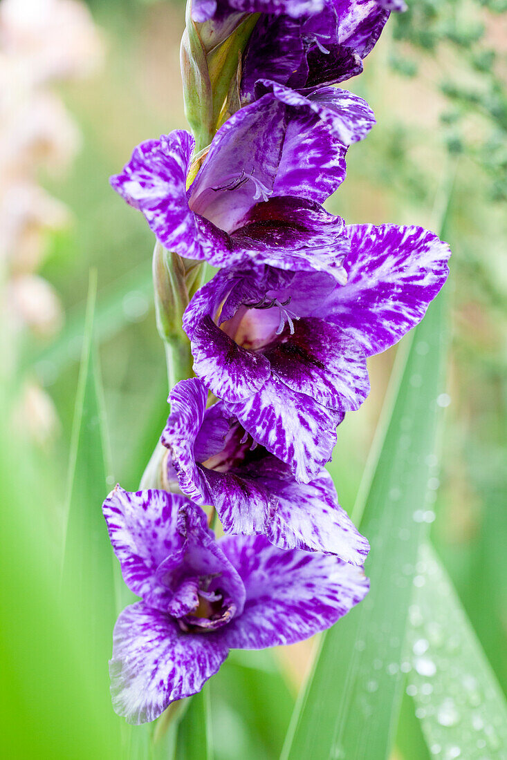 Gladiolus, purple-white
