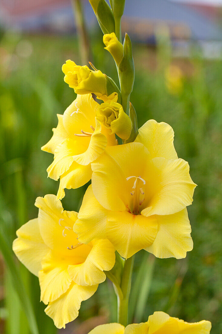 Gladiolus, yellow