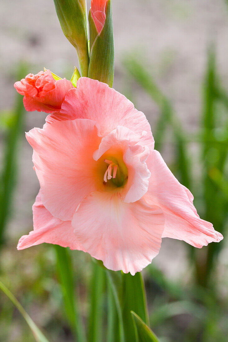 Gladiolus, rot-weiß