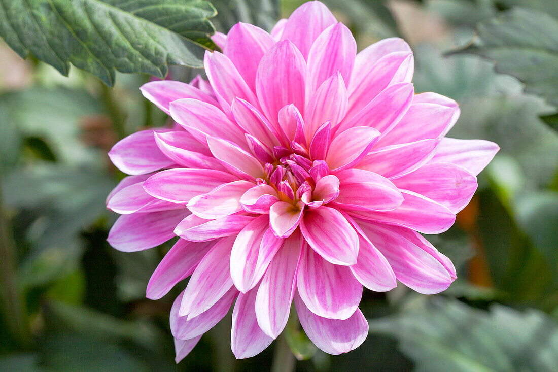 Dahlia, bicoloured