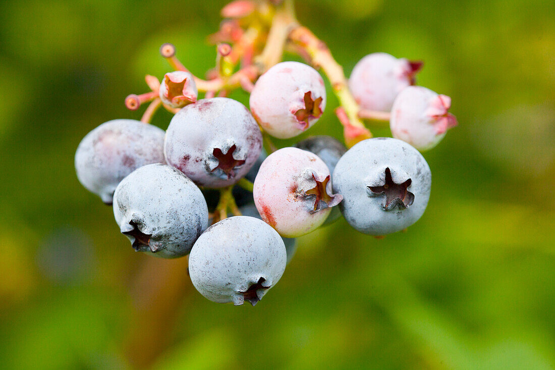 Vaccinium corymbosum