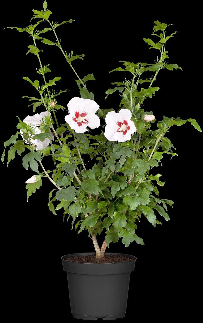 Hibiscus syriacus