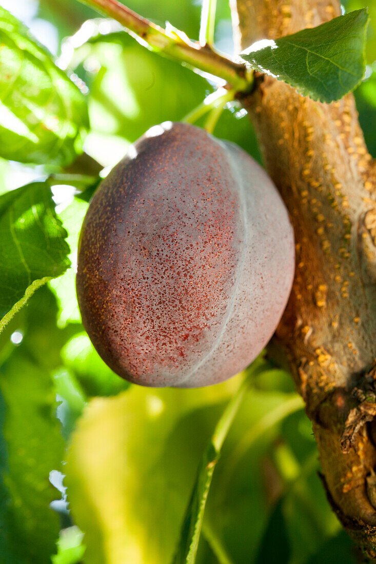 Prunus domestica 'Jubiläum'