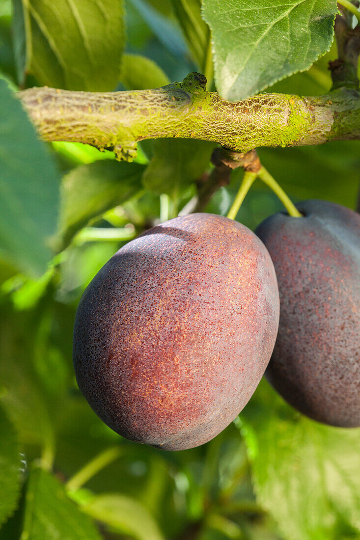 Prunus domestica 'Jubilee