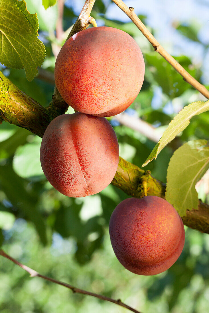 Prunus domestica 'Avalon'