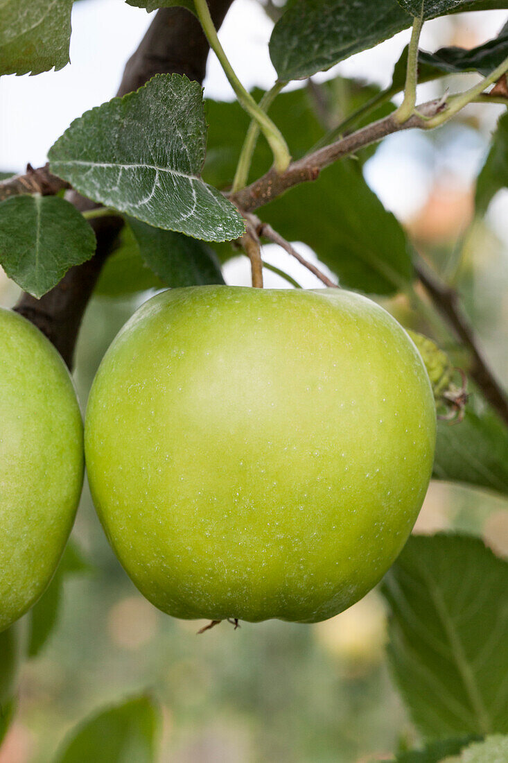 Malus domestica Golden delicious