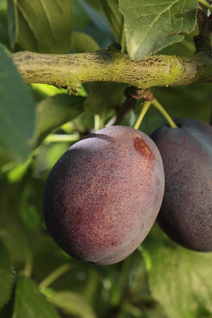 Prunus domestica 'Jubilee'.