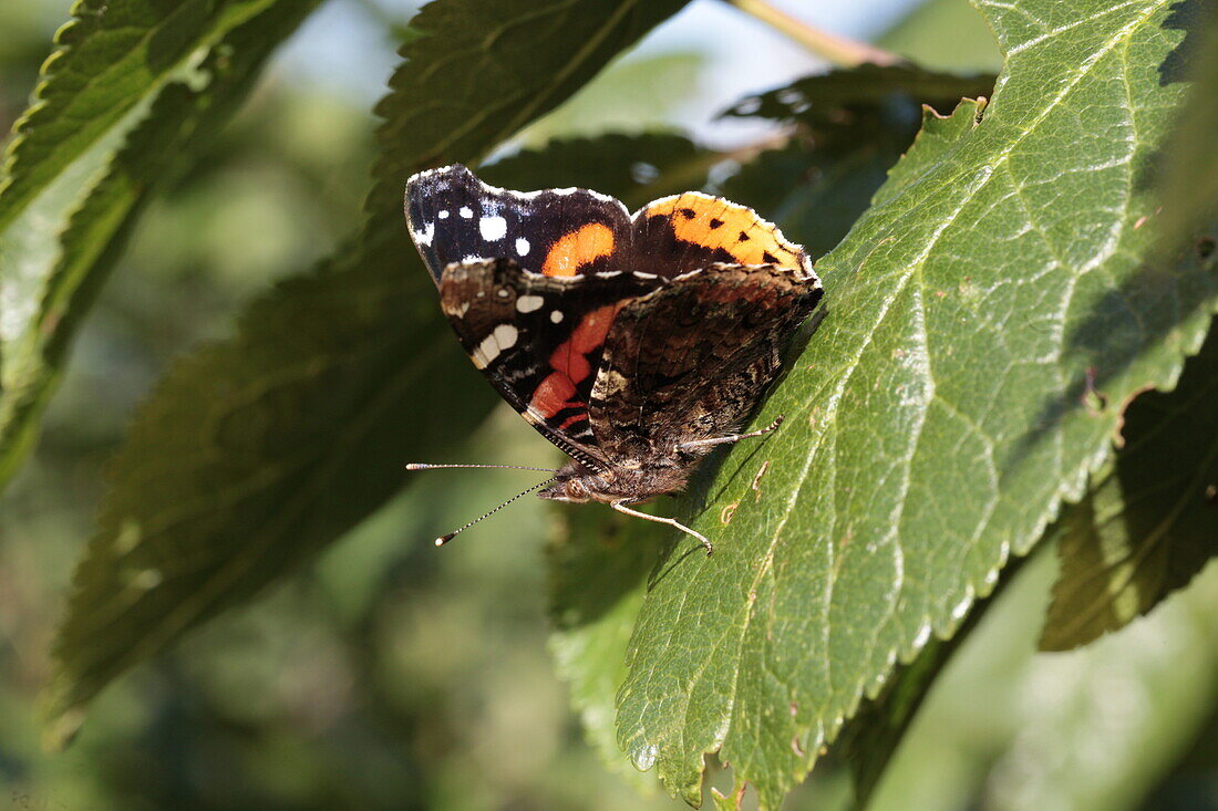 Prunus domestica