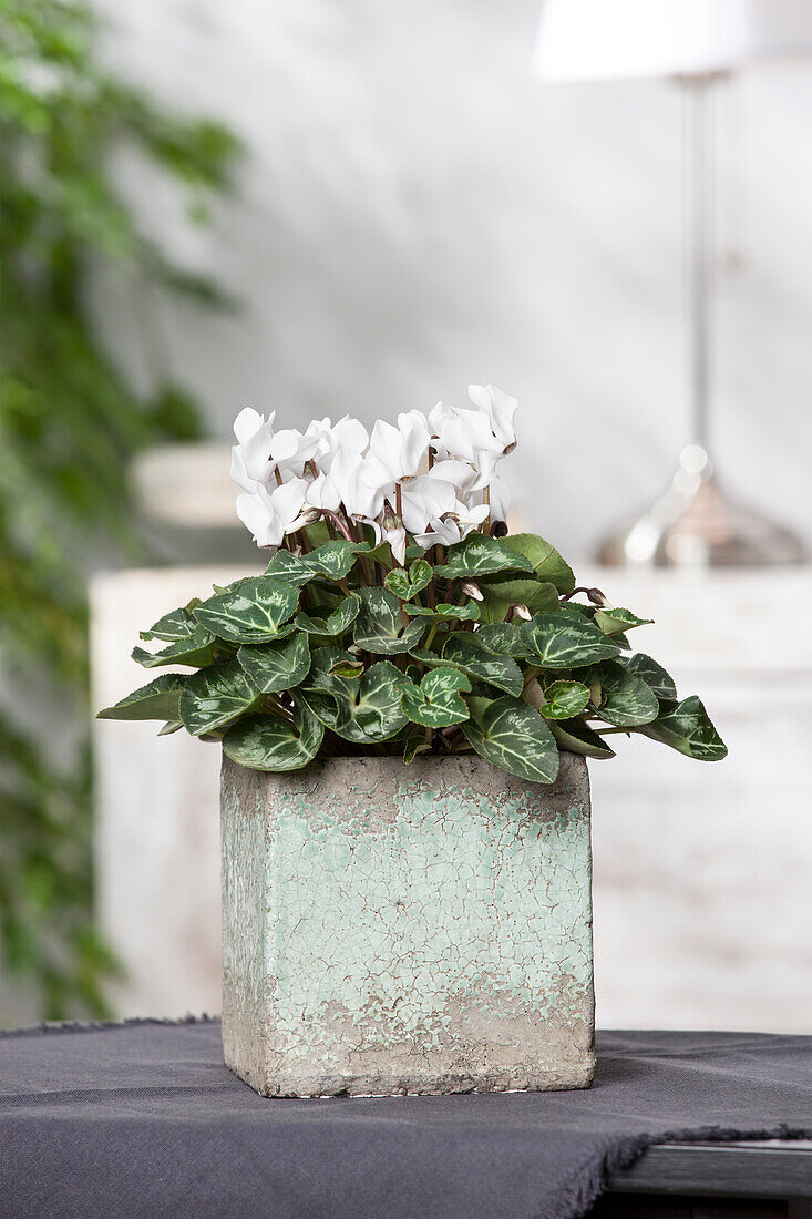 Cyclamen persicum, white