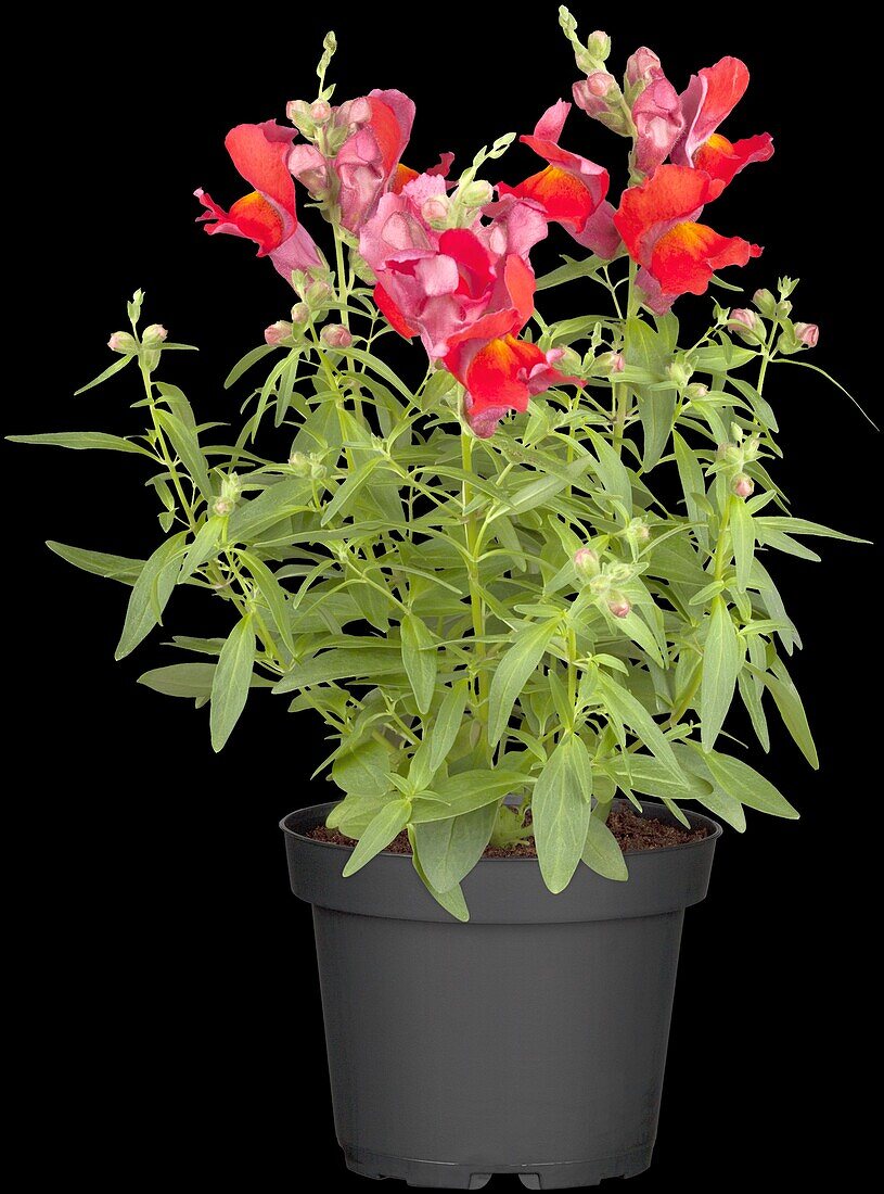 Antirrhinum majus, rot