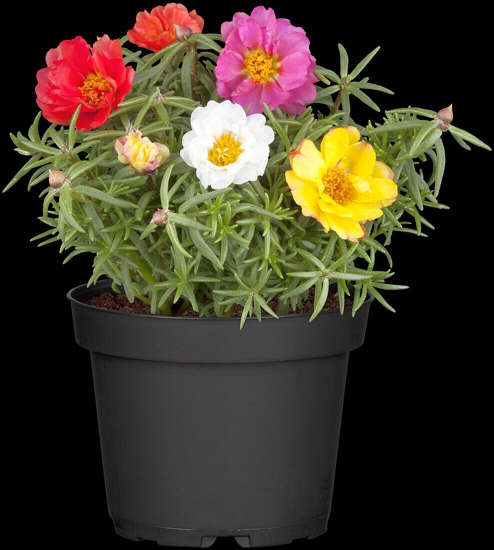 Portulaca grandiflora