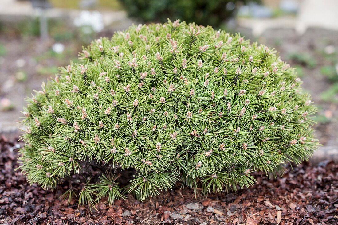 Pinus mugo 'Benjamin'