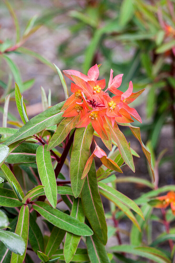 Euphorbia griffithii 'Fireglow'