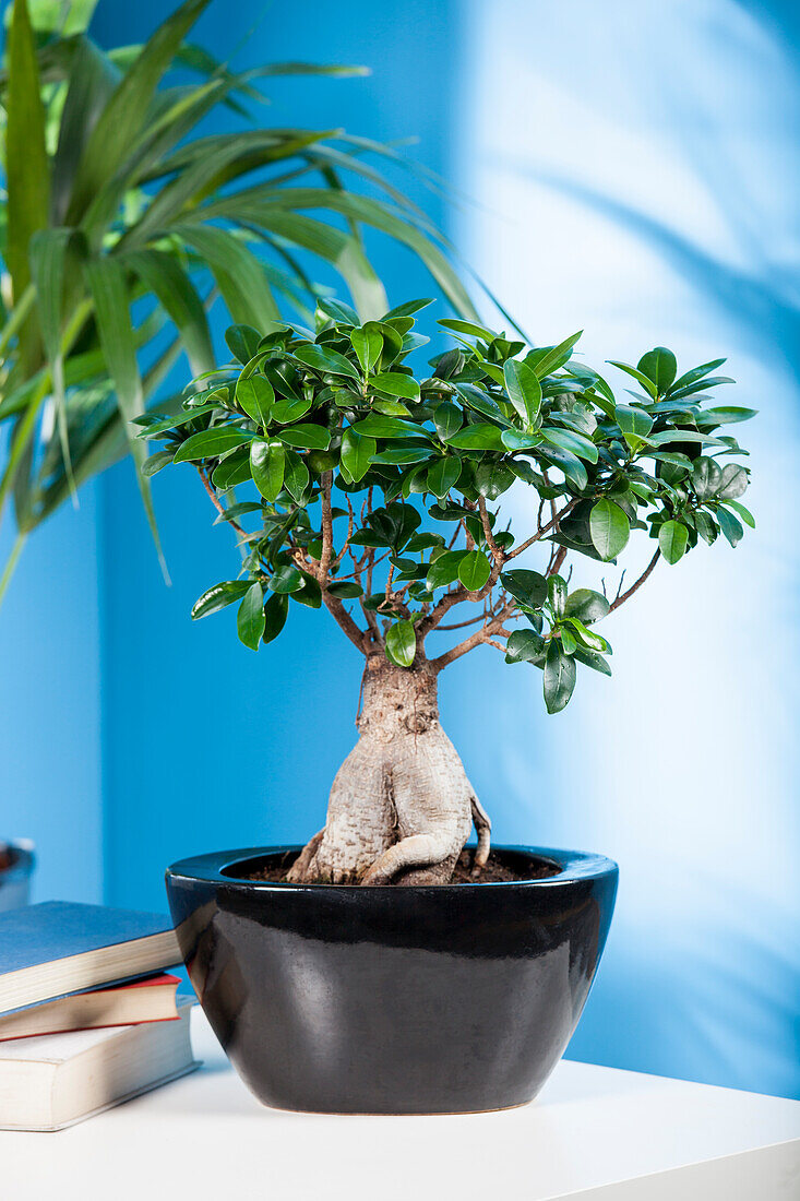 Ficus microcarpa 'Ginseng