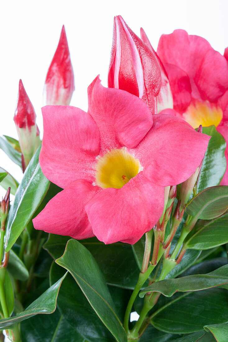 Mandevilla sanderi, pink