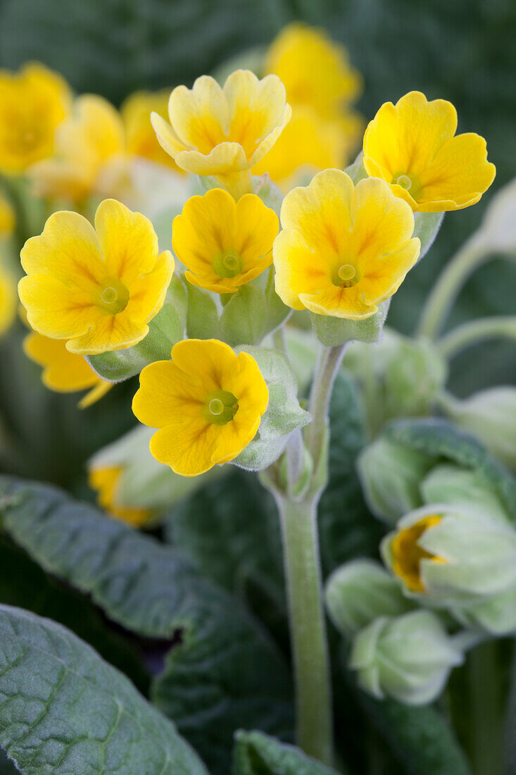 Primula veris, gelb