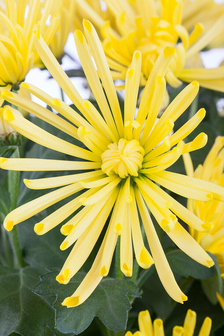 Chrysanthemum indicum, yellow