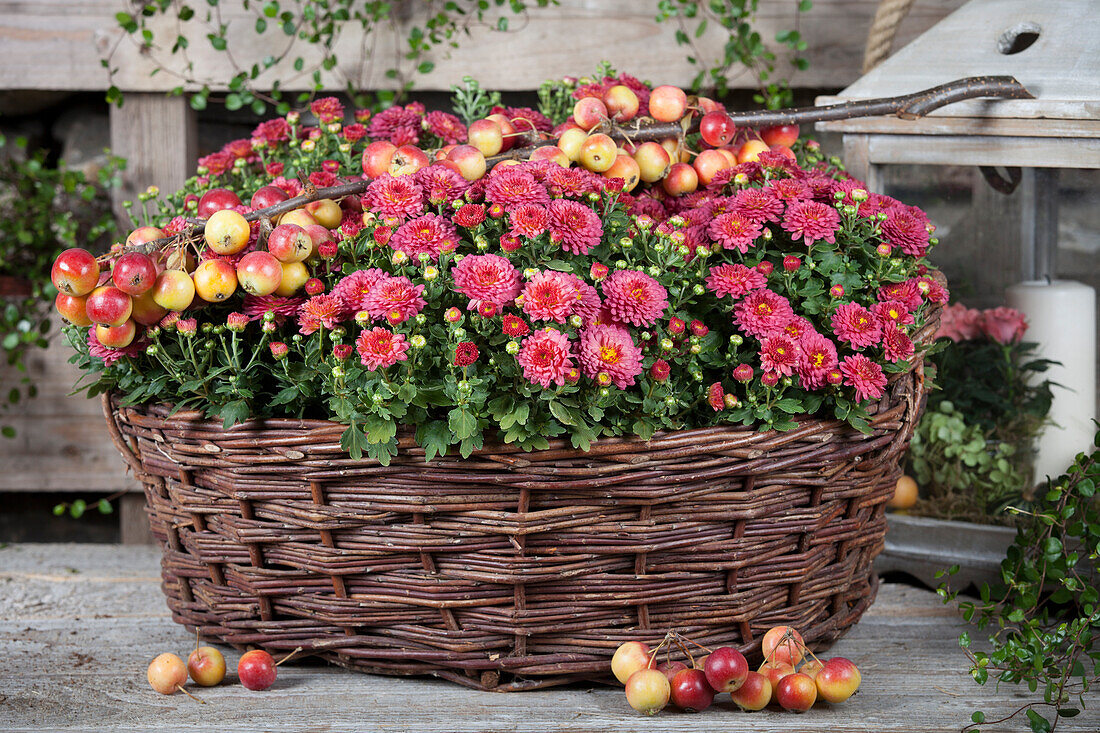 Korb mit Chrysanthemen