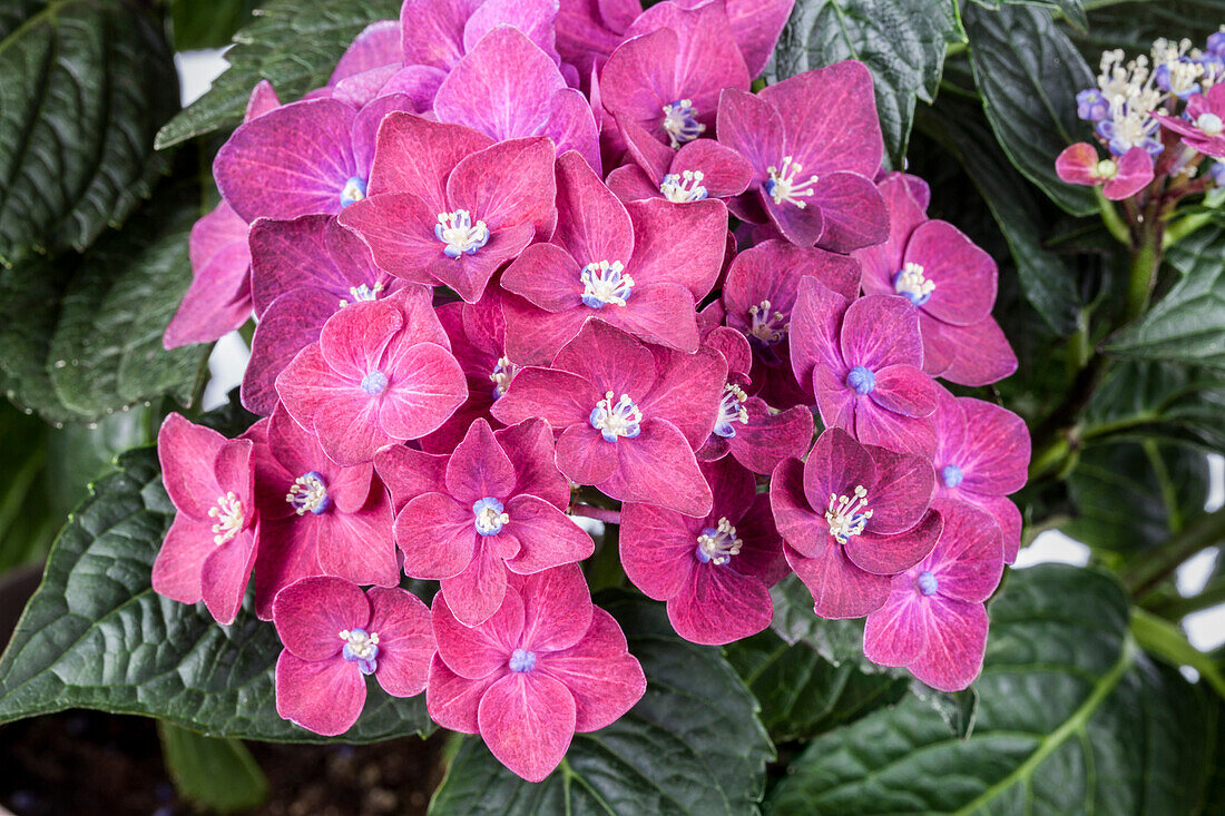 Hydrangea macrophylla