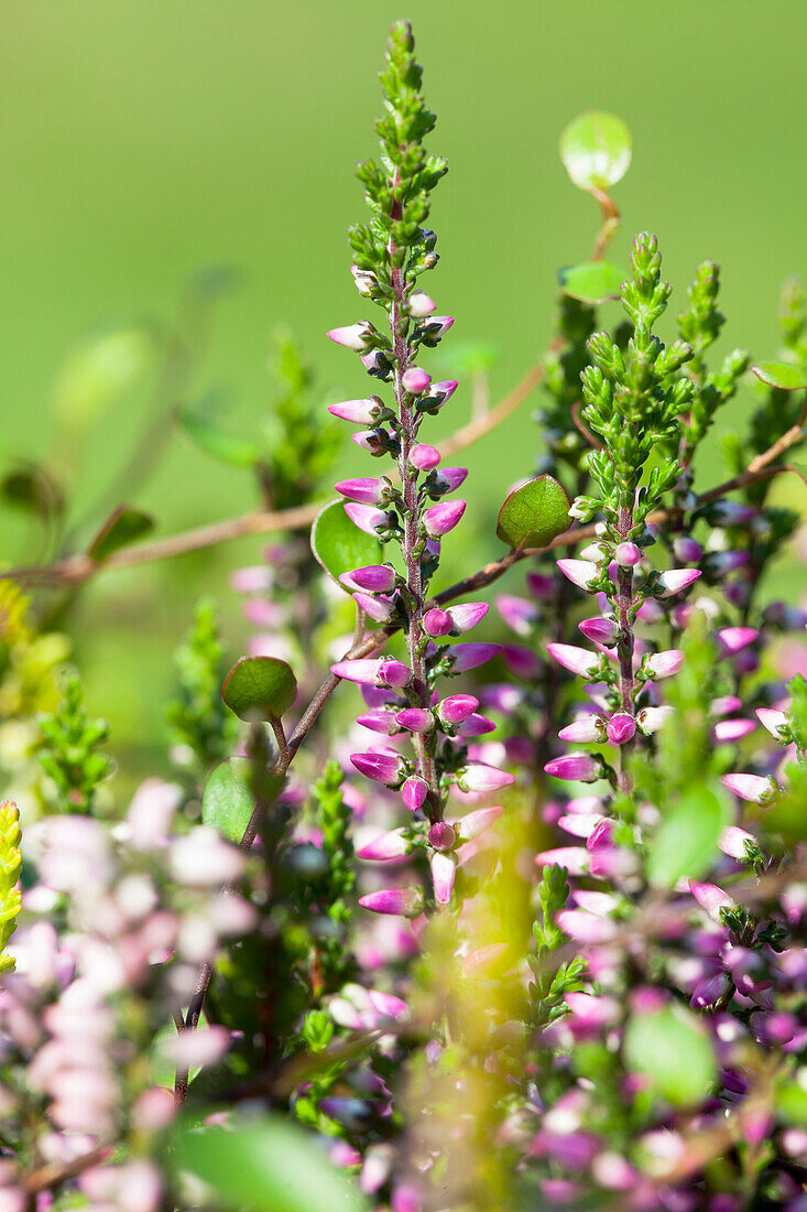 Calluna vulgaris