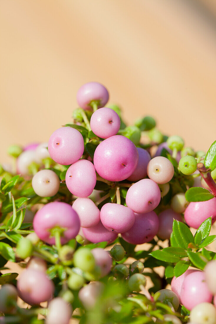 Gaultheria mucronata