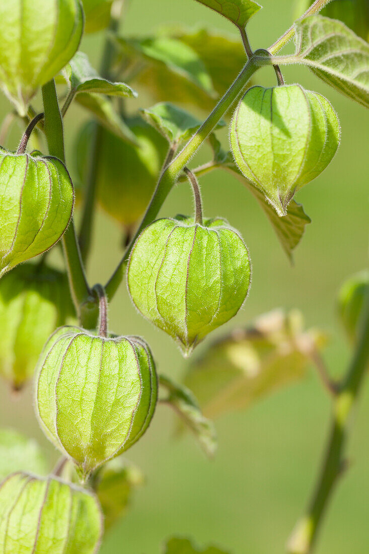 Physalis peruviana