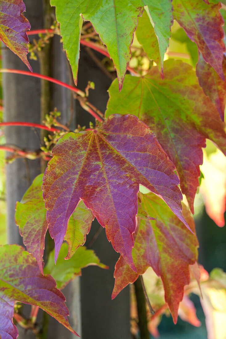 Vitis vinifera