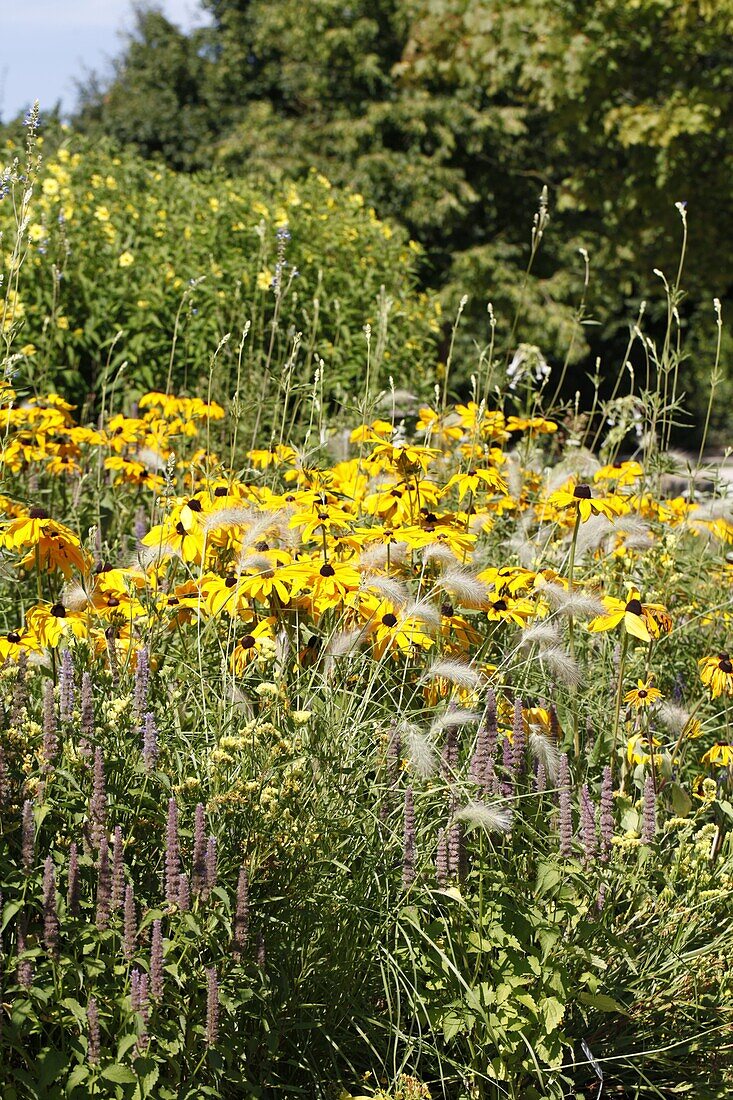 Echinacea purpurea, gelb