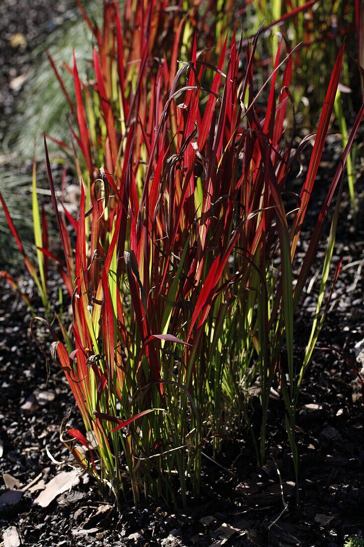 Imperata cylindrica 'Red Baron'