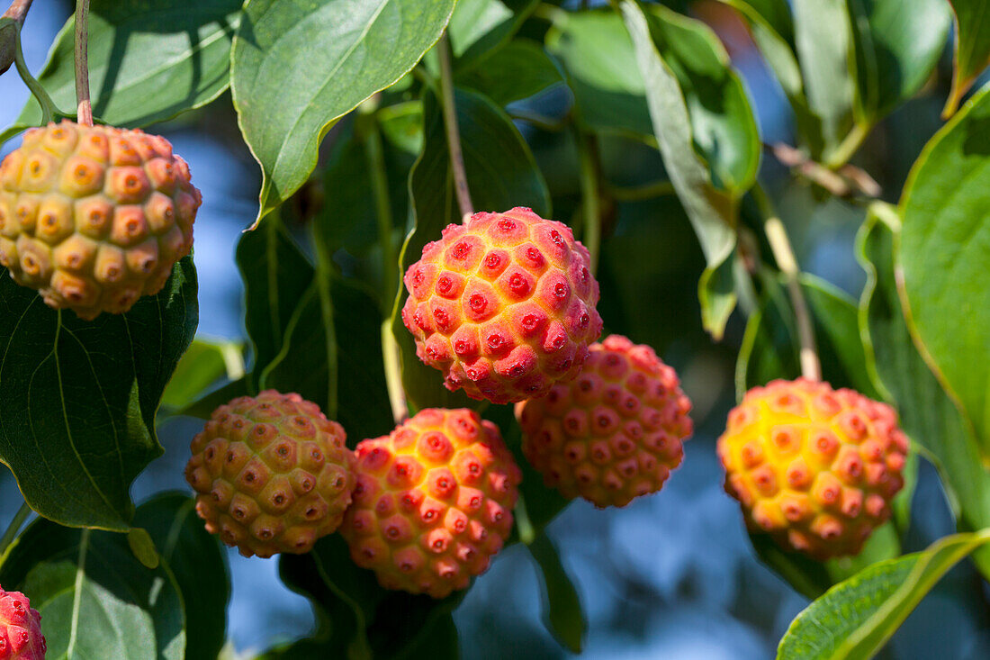 Cornus kousa chinensis 'China Girl'