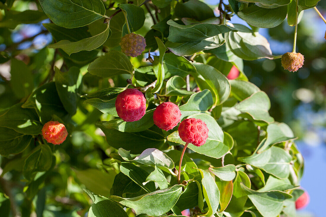 Cornus kousa chinensis 'Kreuzdame'