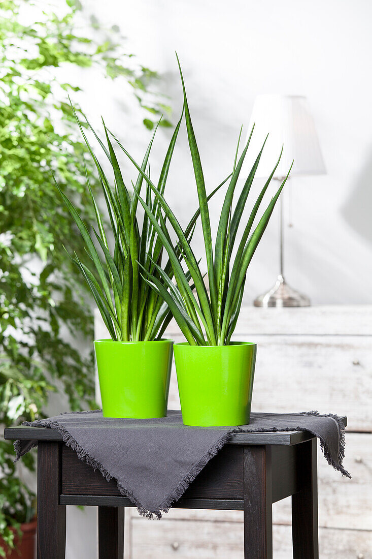 Sansevieria cylindrica