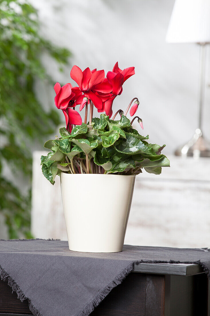 Cyclamen persicum, rot