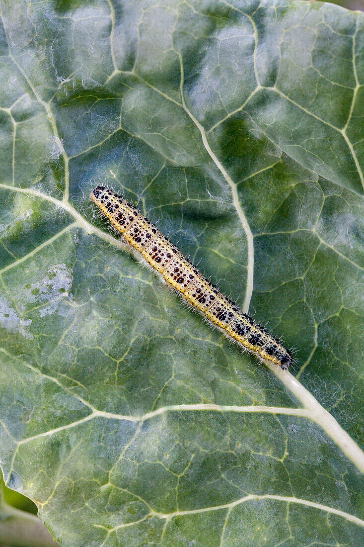 Pieris brassicae